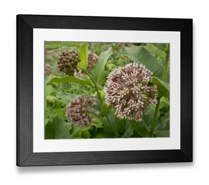 Framed Print : USA, North America, Minnesota Framed Print : USA, North America, Minnesota