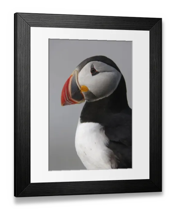 Framed Print : Atlantic Puffins, Machias Seal Island, Maine, United States of America Framed Print : Atlantic Puffins, Machias Seal Island, Maine, United States of America