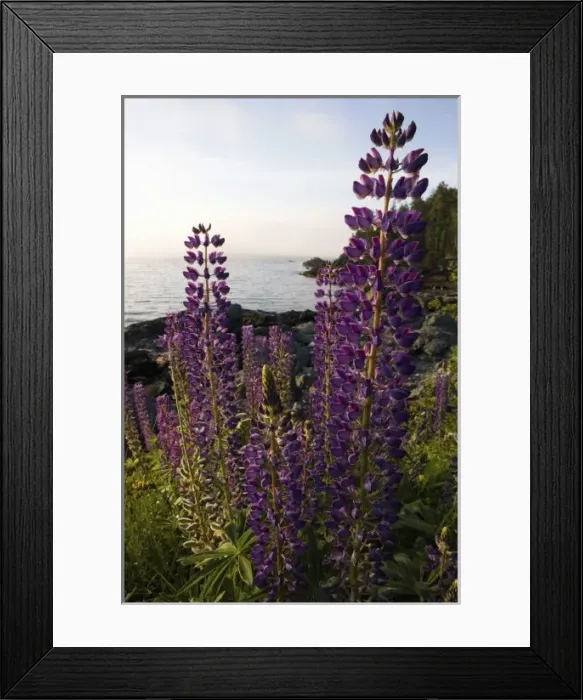 Framed Print : Lupine at Dorrs Point in Maine USA Framed Print : Lupine at Dorrs Point in Maine USA