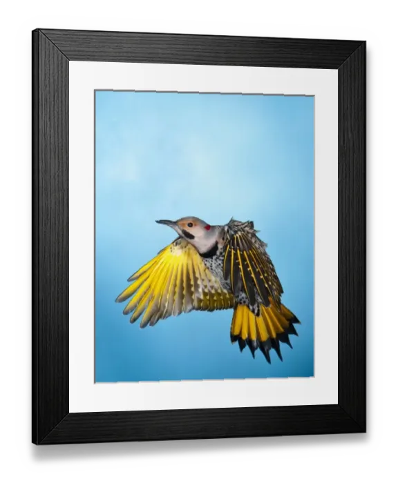 Framed Print : North America, USA, Minnesota, Northern Flicker Flying Framed Print : North America, USA, Minnesota, Northern Flicker Flying
