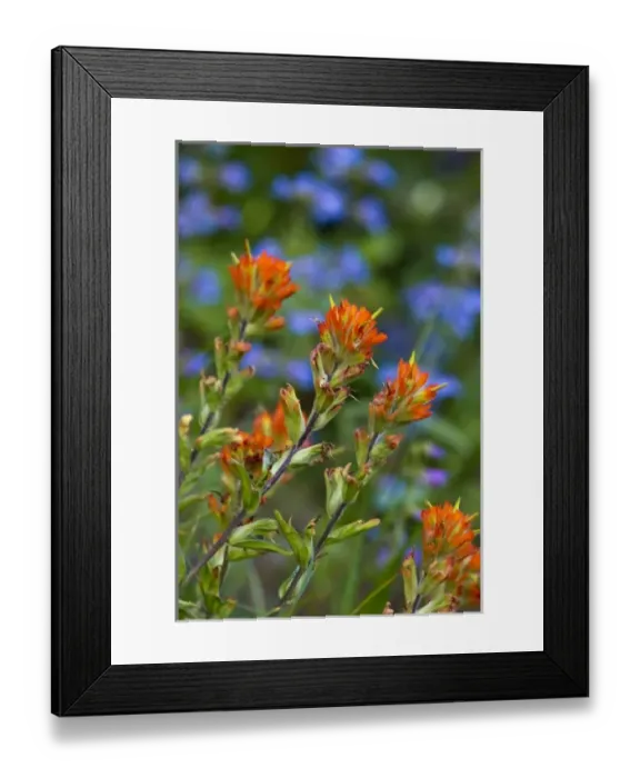 Framed Print : Indian Paintbrush with shrubby penstemon in background in Glacier National Park, Montana Framed Print : Indian Paintbrush with shrubby penstemon in background in Glacier National Park, Montana