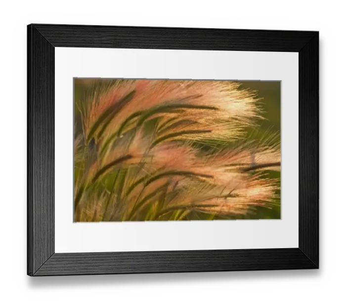 Framed Print : Foxtail barley backlit near East Glacier, Montana