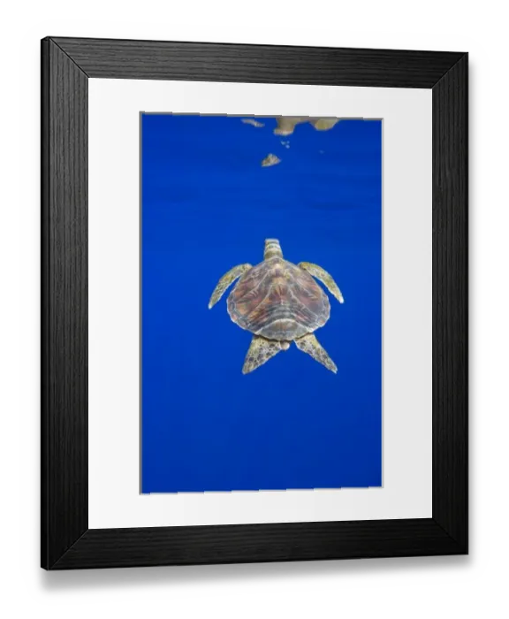 Framed Print : USA, Hawaii, Big Island, Underwater view of small endangered Green Sea Turtle (Chelonia