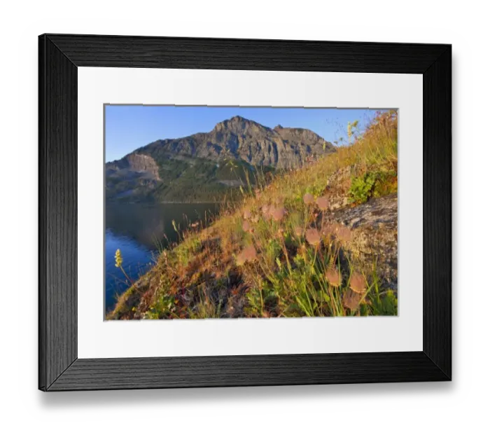 Framed Print : Prairie Smoke wildflowers above St Mary Lakewith Red Eagle Mountain in background Framed Print : Prairie Smoke wildflowers above St Mary Lakewith Red Eagle Mountain in background