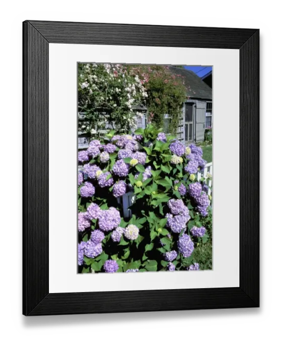 Framed Print : North America, USA, Massachusetts, Nantucket Island, Siasconset. Summer flowers Framed Print : North America, USA, Massachusetts, Nantucket Island, Siasconset. Summer flowers
