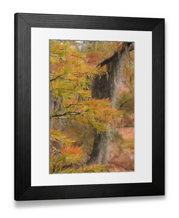 Framed Print : USA, North America, Georgia Framed Print : USA, North America, Georgia