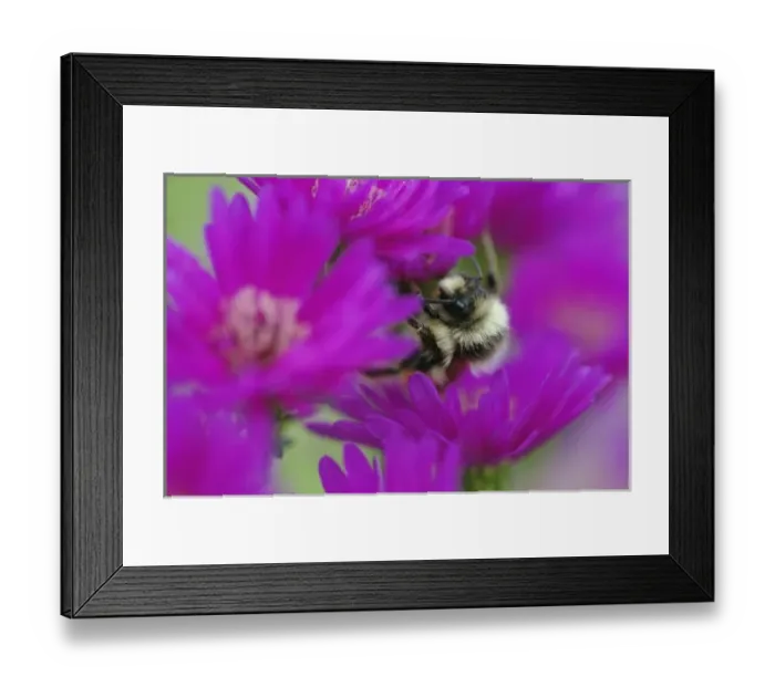 Framed Print : Bumble bee on aster, New Hampshire, Bombus sp