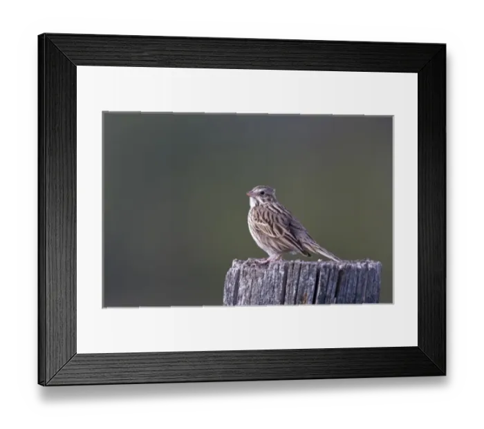 Framed Print : Song sparrow on fencepost at Ninepipe WMA in the Mission Valley of Montana