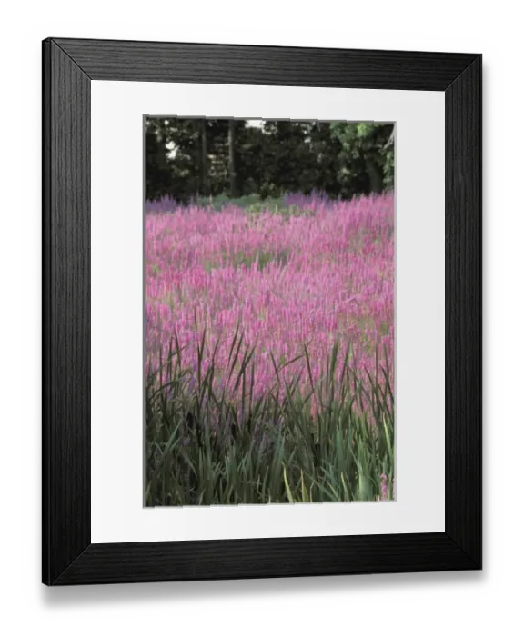 Framed Print : North America, USA, Massachusetts. Summer flowers, Purple Lythrum Framed Print : North America, USA, Massachusetts. Summer flowers, Purple Lythrum