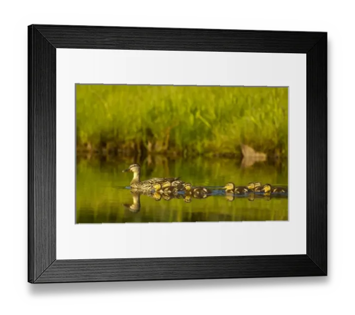 Framed Print : USA, North America, Maine Framed Print : USA, North America, Maine