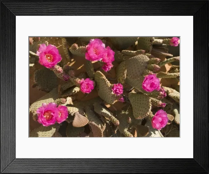 Framed Print : Beavertail Cactus; Opuntia BAsilaris, Valley of Fire, Aztec Sandstone, Mohave Desert