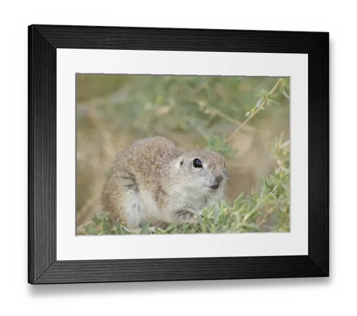Framed Print : USA, North America, Nevada Framed Print : USA, North America, Nevada