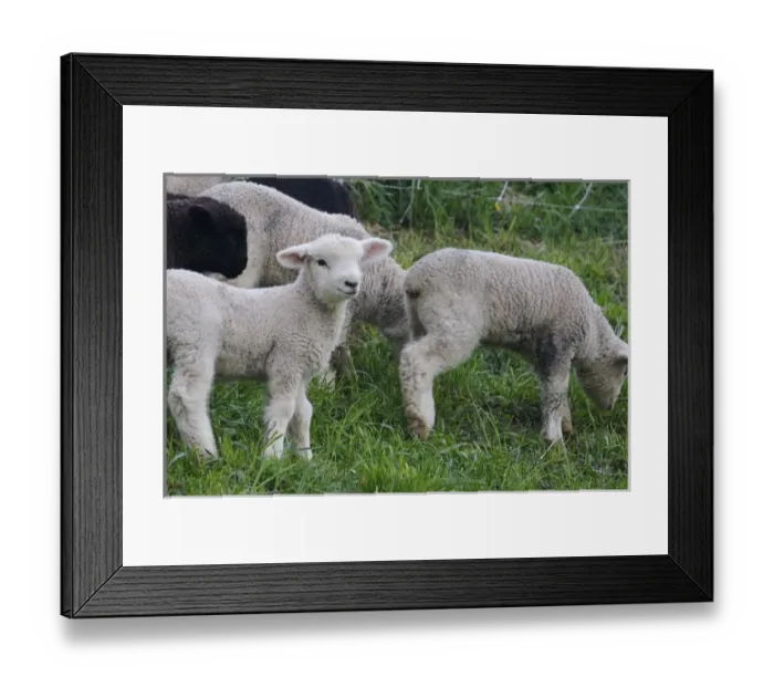 Framed Print : USA, Massachusetts, Shelburne. Lambs walk and munch on tall grass Framed Print : USA, Massachusetts, Shelburne. Lambs walk and munch on tall grass