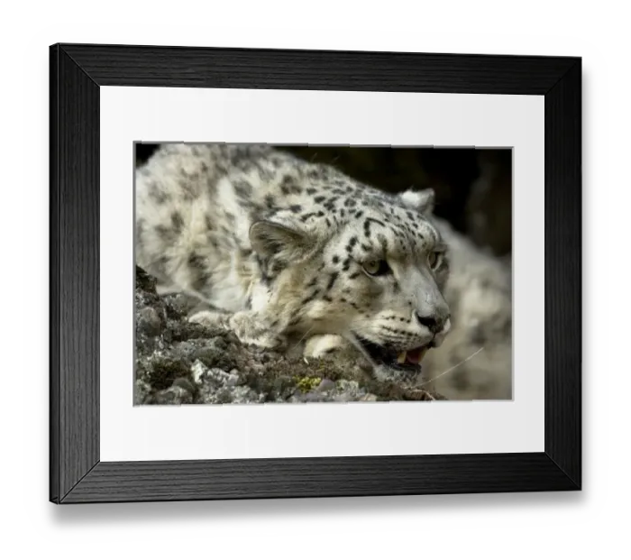 Framed Print : USA, North America, Montana