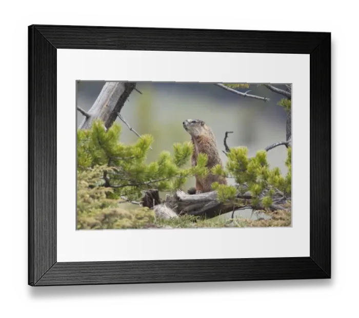Framed Print : USA, North America, Montana Framed Print : USA, North America, Montana