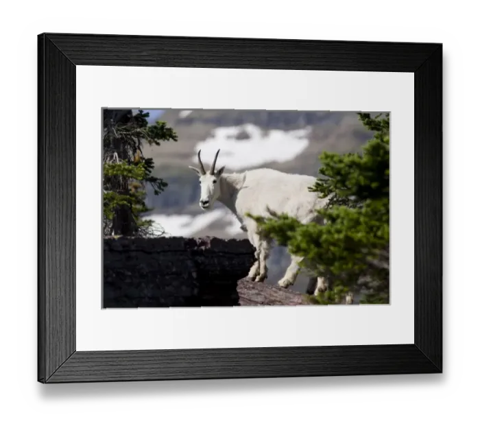 Framed Print : USA, Montana, Glacier National Park, above Logan Pass, Mountain Goat (Nanny Goat) on rock Framed Print : USA, Montana, Glacier National Park, above Logan Pass, Mountain Goat (Nanny Goat) on rock