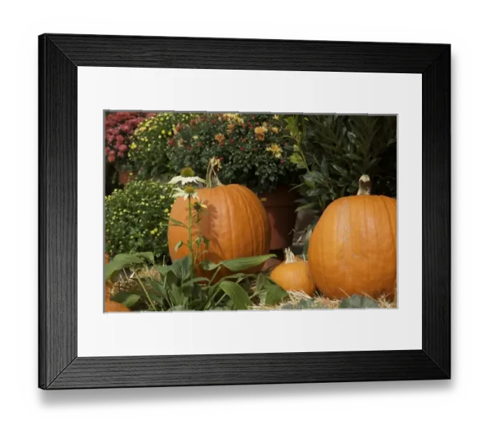 Framed Print : USA, New England, Massachusetts, Natick, Lookout Farm, mum and pumpkin display Framed Print : USA, New England, Massachusetts, Natick, Lookout Farm, mum and pumpkin display