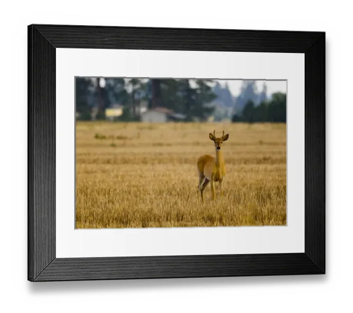 Framed Print : USA, North America, Montana Framed Print : USA, North America, Montana