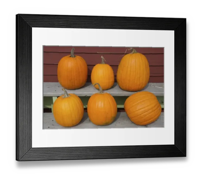 Framed Print : USA, New England, Massachusetts, Natick, Lookout Farm, pumpkins Framed Print : USA, New England, Massachusetts, Natick, Lookout Farm, pumpkins