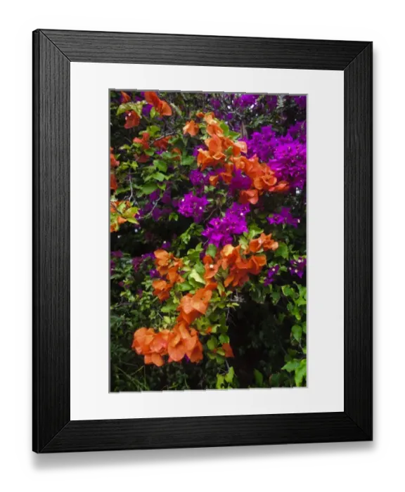 Framed Print : USA, Hawaii, Maui. Bougainvillea on Maui in the spring Framed Print : USA, Hawaii, Maui. Bougainvillea on Maui in the spring