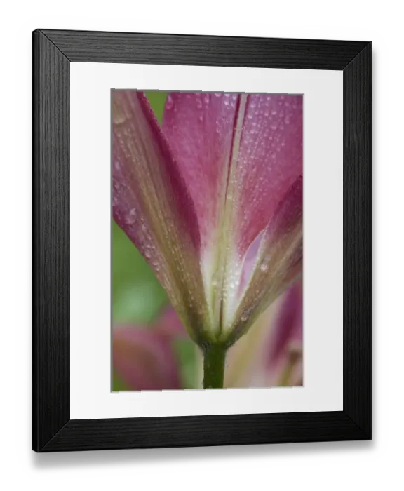 Framed Print : USA, Maine, Harpswell. Close-up of pink lily covered in dew Framed Print : USA, Maine, Harpswell. Close-up of pink lily covered in dew