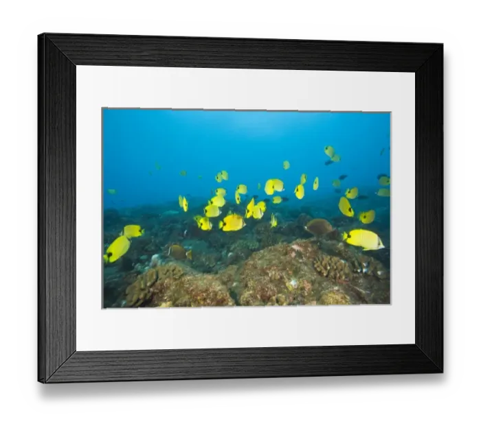 Framed Print : A school of Butterflyfish, Puka Maui Dive, adventure diving with North Shore Explorers