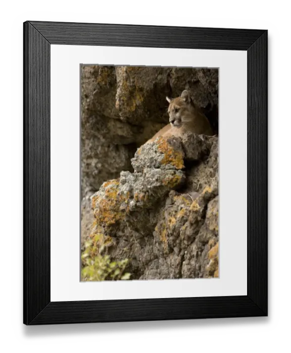 Framed Print : USA, North America, Montana