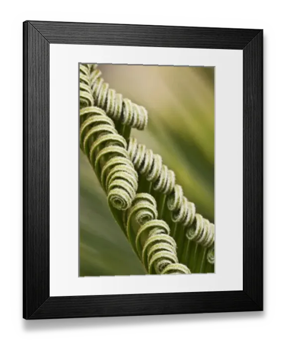 Framed Print : USA; Georgia; Savannah; Close up of sago palm in the Spring
