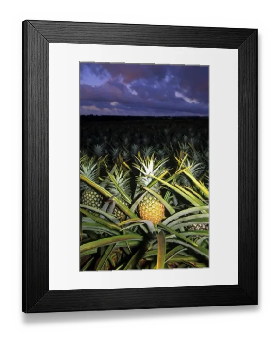 Framed Print : Pineapple field at dusk on the Hawaiian island of Oahu Framed Print : Pineapple field at dusk on the Hawaiian island of Oahu