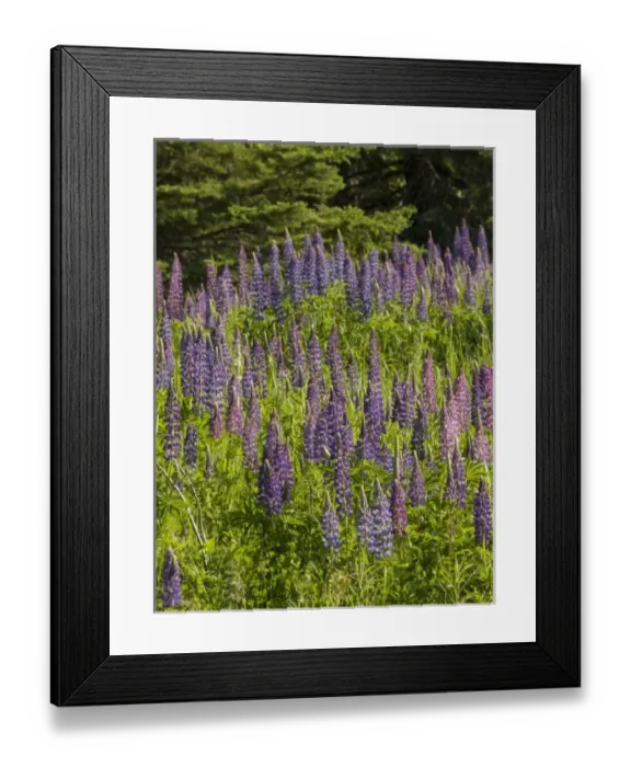Framed Print : USA, North America, Minnesota Framed Print : USA, North America, Minnesota