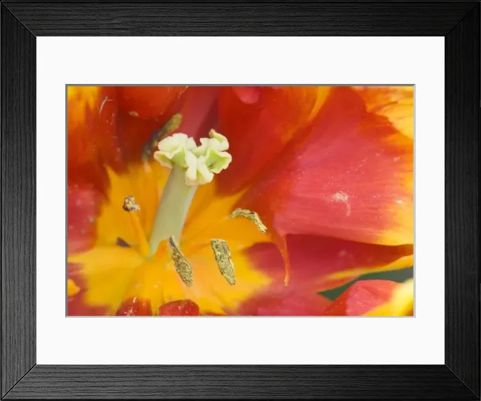 Framed Print : USA, Georgia, Pine Mountain. A closeup of a tulip flower Framed Print : USA, Georgia, Pine Mountain. A closeup of a tulip flower