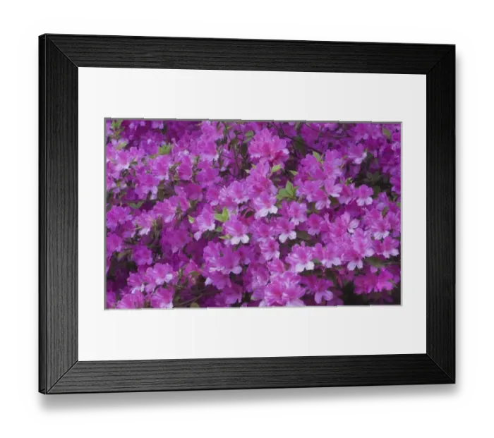 Framed Print : USA, North America, Georgia, Savannah. Azaleas bloomimg in the spring