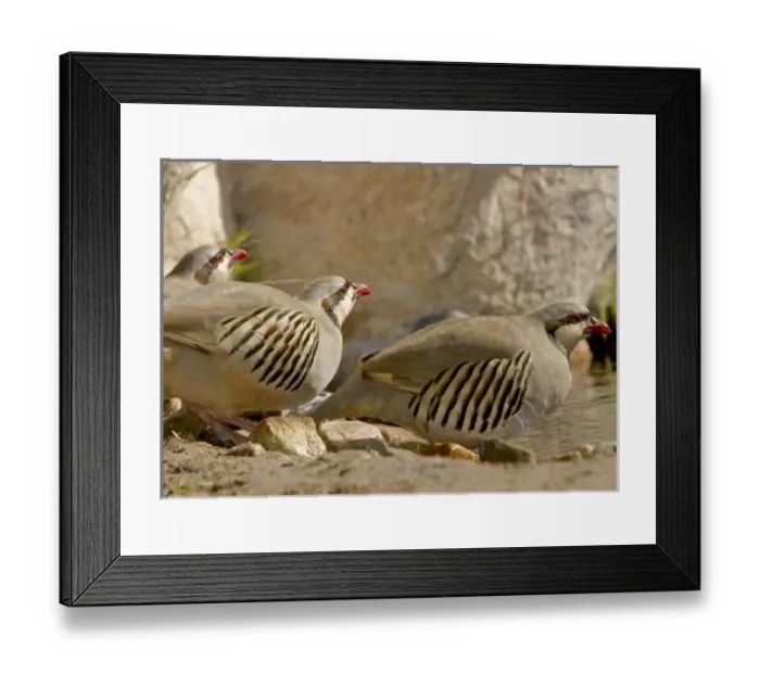Framed Print : Chuckars at waterhole, Alectoris chuckar, Willow spring, Red Rocks Canyon, Nevada