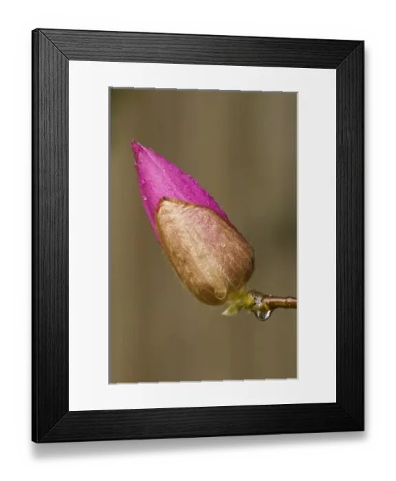 Framed Print : USA; Georgia; Close up of a Japanese tulip Framed Print : USA; Georgia; Close up of a Japanese tulip