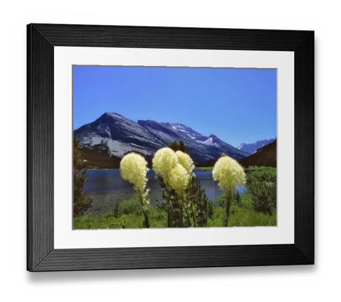 Framed Print : USA, Montana, Glacier NP. Bear grass lines the shore of Swiftcurrent Lake in Glacier National Park Framed Print : USA, Montana, Glacier NP. Bear grass lines the shore of Swiftcurrent Lake in Glacier National Park