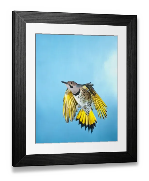 Framed Print : North America, USA, Minnesota, Northern Flicker Flying Framed Print : North America, USA, Minnesota, Northern Flicker Flying