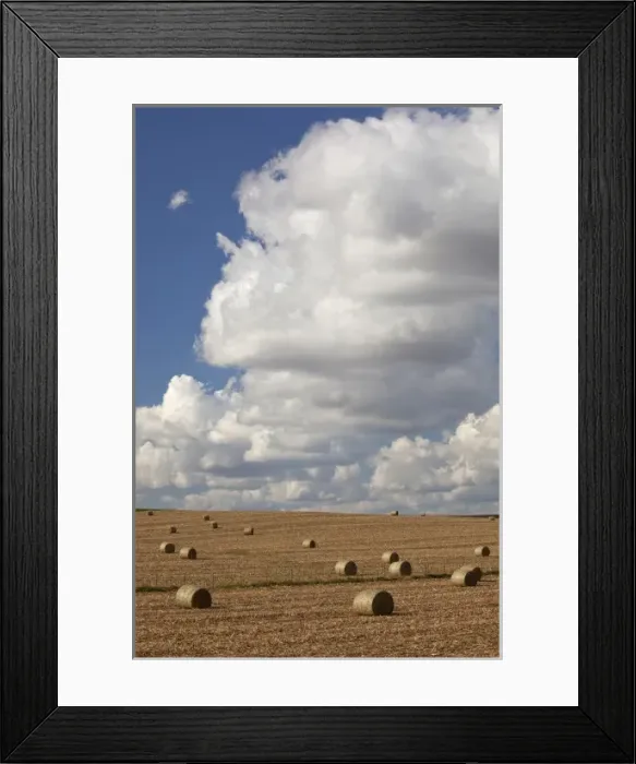 Framed Print : IA, Jackson County, Baled corn stalks