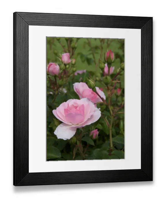 Framed Print : USA, New England, Maine, Ogunquit, pink roses Framed Print : USA, New England, Maine, Ogunquit, pink roses