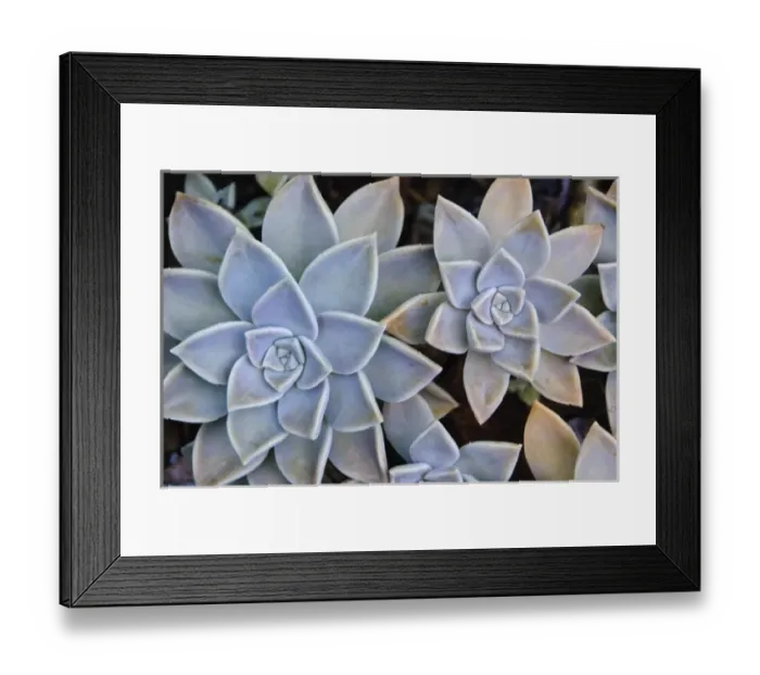 Framed Print : Sempervivum, Succulent Garden, Kiahuna Plantation, Poipu, Kauai, Hawaii Framed Print : Sempervivum, Succulent Garden, Kiahuna Plantation, Poipu, Kauai, Hawaii