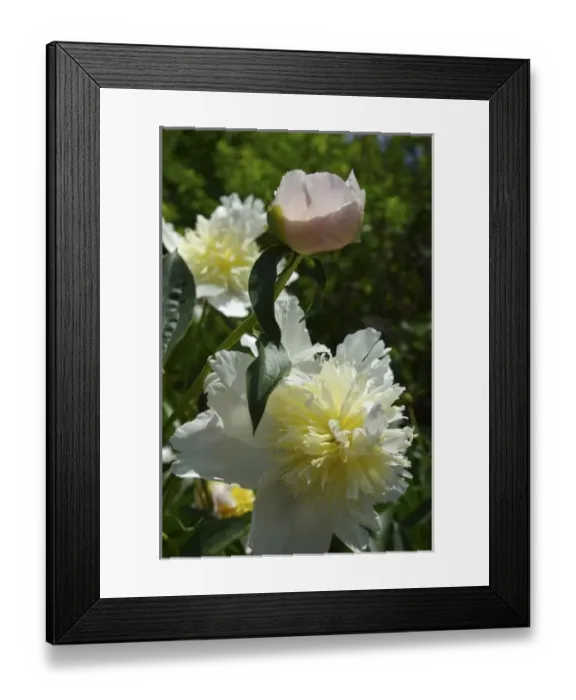 Framed Print : USA, North America, Massachusetts Framed Print : USA, North America, Massachusetts