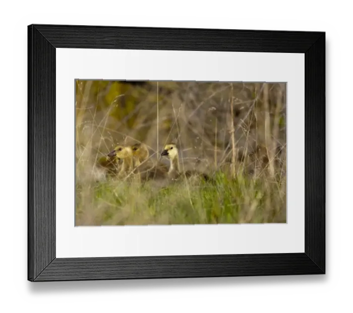 Framed Print : USA, North America, Montana