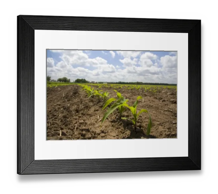 Framed Print : Seedling corn plants on a farm in Montcalm County, Michigan Framed Print : Seedling corn plants on a farm in Montcalm County, Michigan