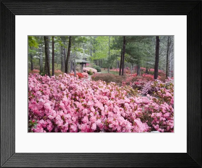 Framed Print : USA, Georgia, Pine Mountain. A gazebo amongst a garden of azaleas in springtime Framed Print : USA, Georgia, Pine Mountain. A gazebo amongst a garden of azaleas in springtime