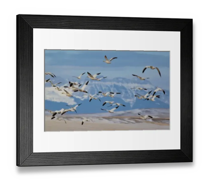 Framed Print : Snow geese in flight during spring migration along the Rocky Mountain Front at Freezeout Framed Print : Snow geese in flight during spring migration along the Rocky Mountain Front at Freezeout