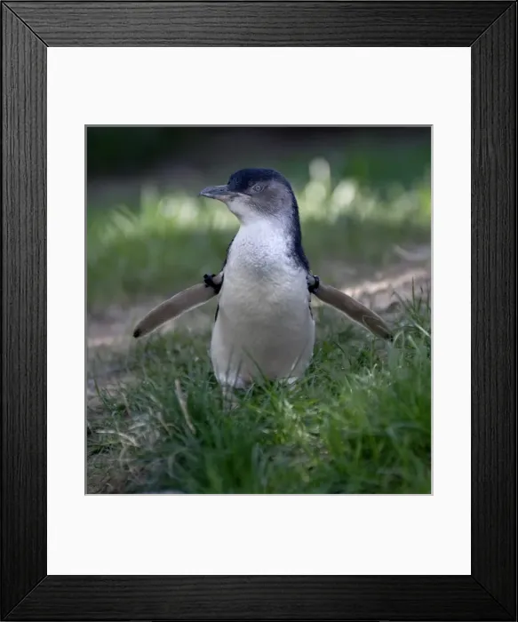 Framed Print : USA, Nebraska, Omaha, Henry Doorly Zoo. Little Blue (or Fairy Blue) Penguin