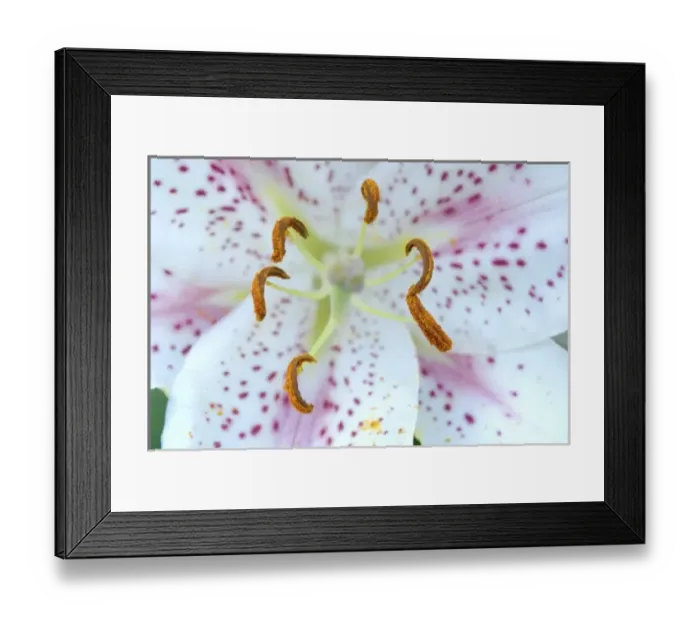 Framed Print : USA; Massachusetts; Stockbridge; Oriental Hybrid lily