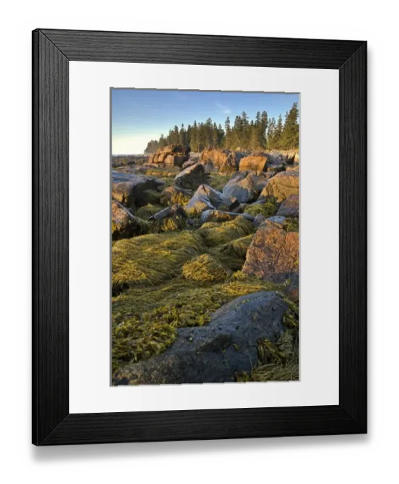 Framed Print : Sunrise over the Atlantic, Natural Seawall, Acadia National Park, Maine, USA Framed Print : Sunrise over the Atlantic, Natural Seawall, Acadia National Park, Maine, USA