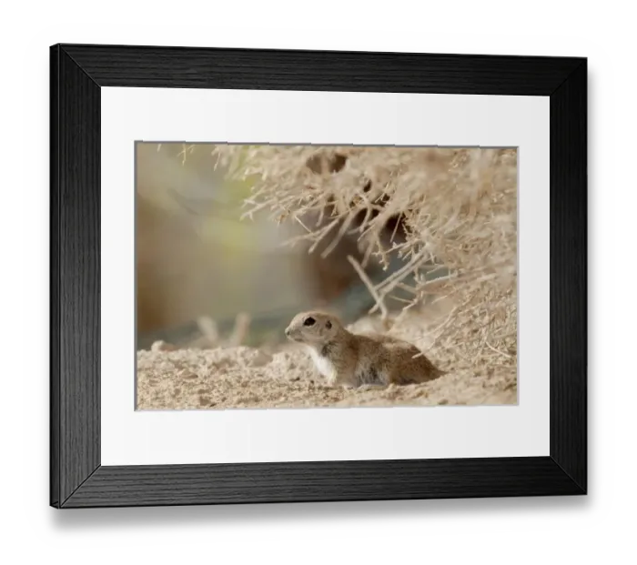 Framed Print : USA, North America, Nevada Framed Print : USA, North America, Nevada