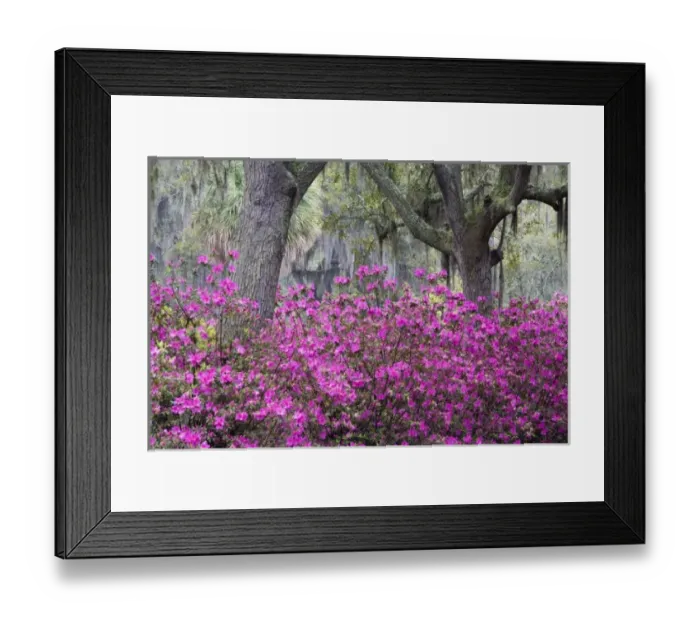Framed Print : USA, Georgia, Savannah. Bonaventure Cemetery with Azaleas blooming in Savannah Georgia