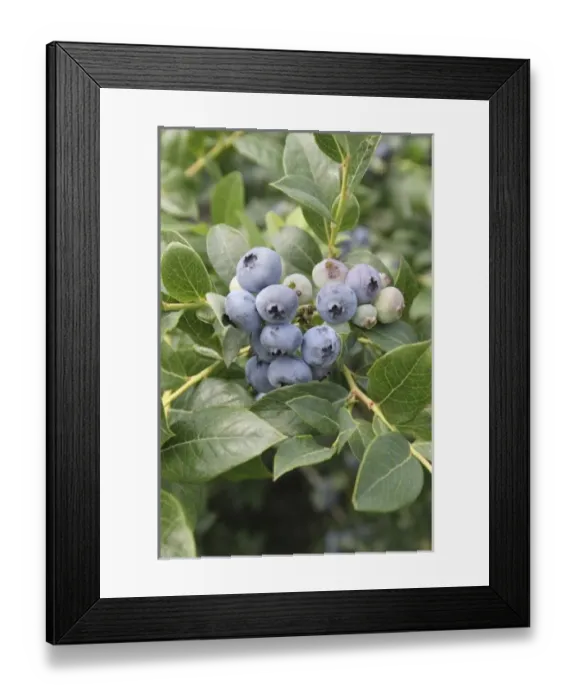 Framed Print : USA, North America, Michigan